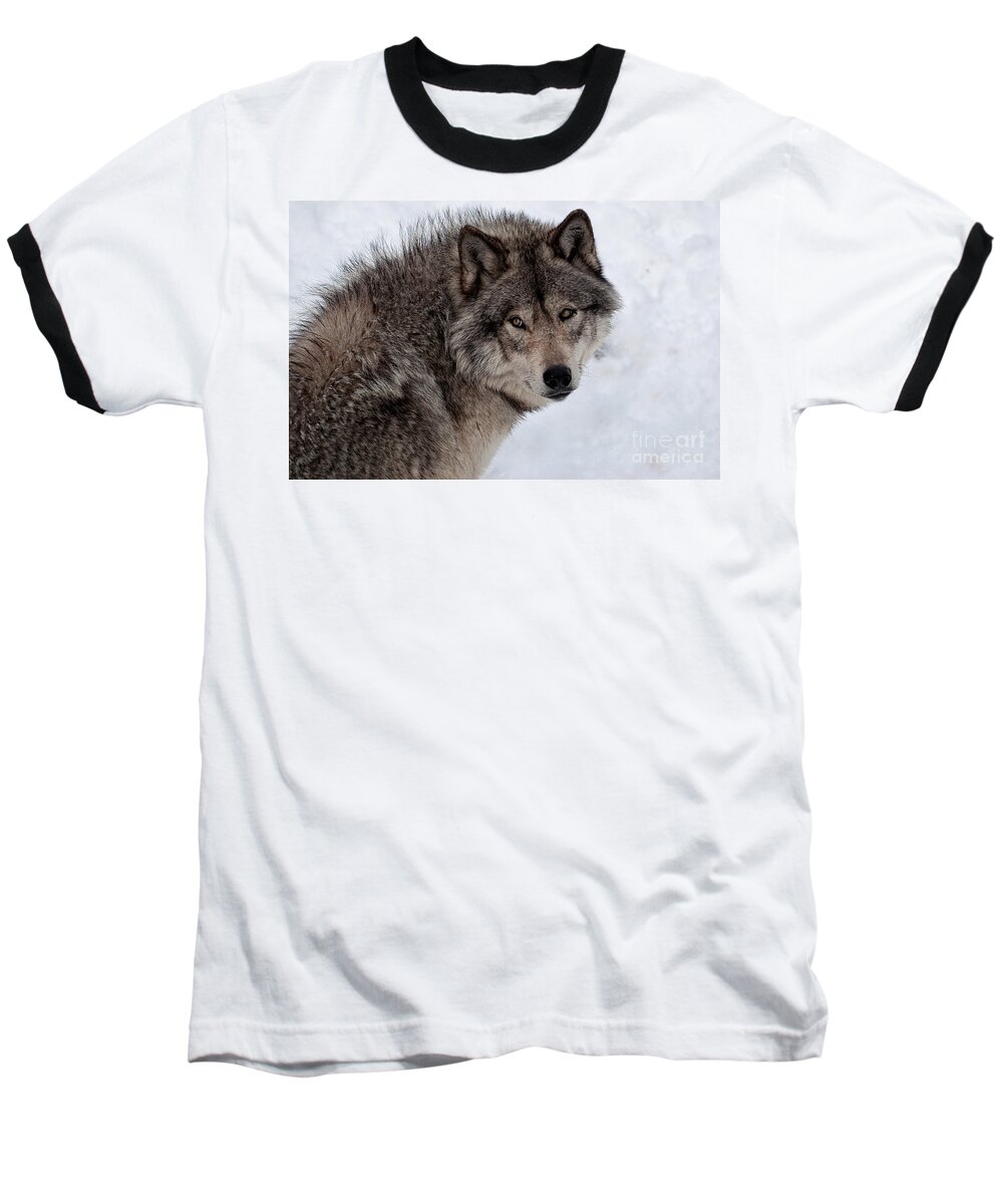 Timberwolf Baseball T-Shirt featuring the photograph Timberwolf At Rest by Bianca Nadeau