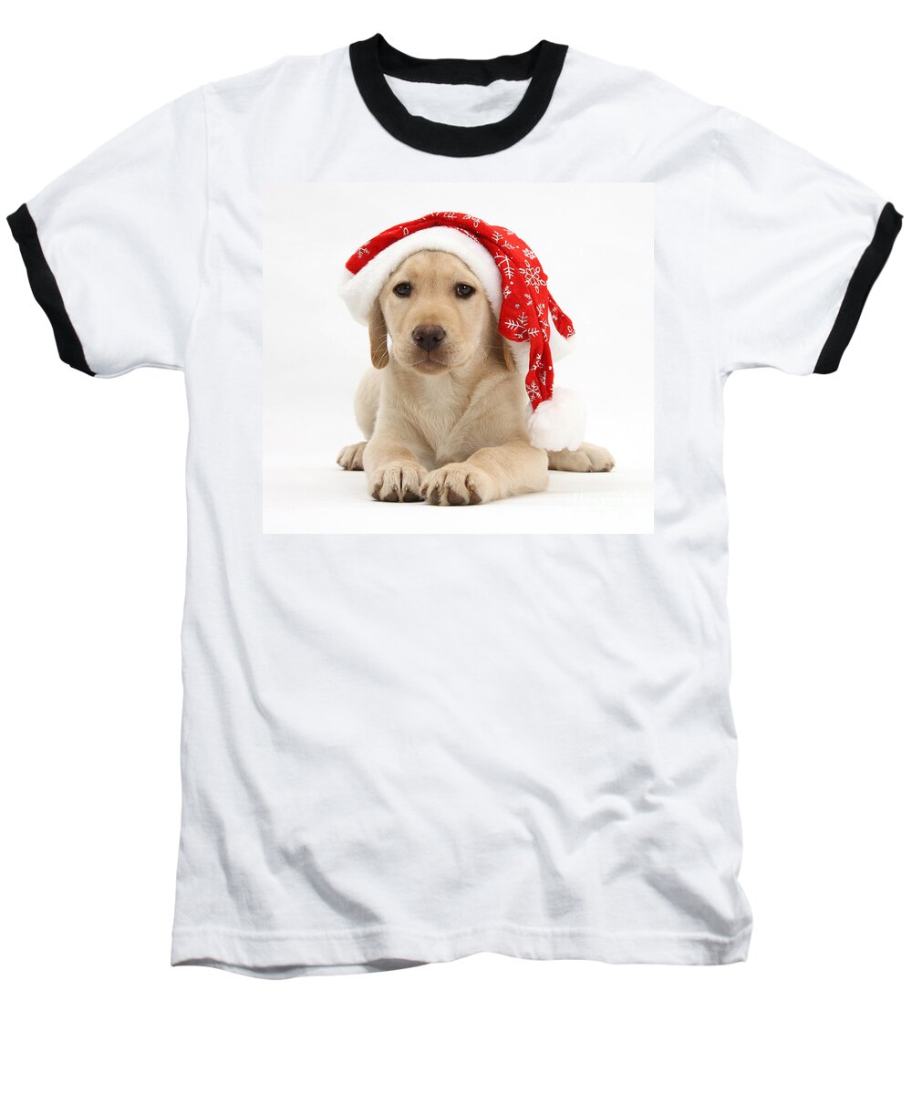 Animal Baseball T-Shirt featuring the photograph Christmas Puppy #1 by Mark Taylor