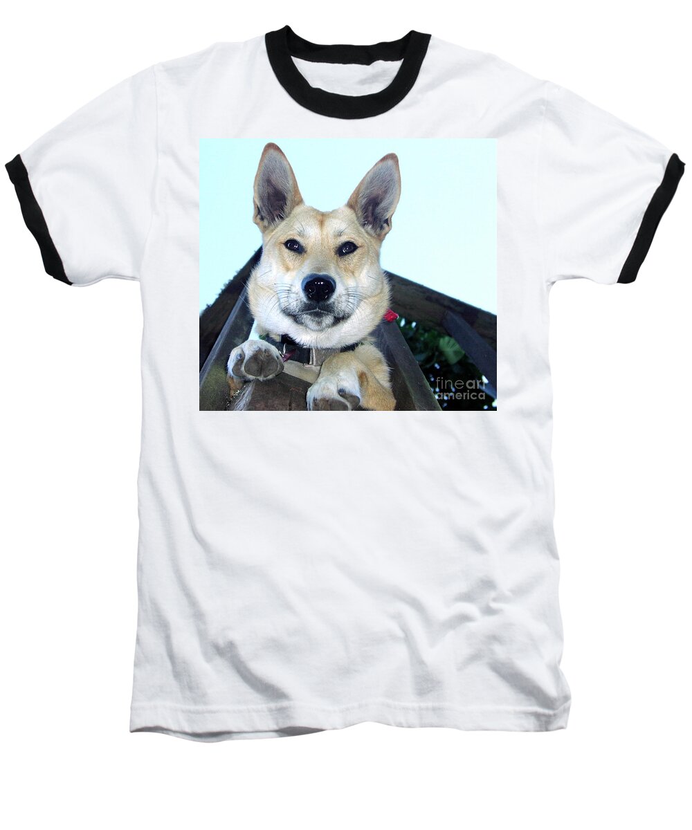 Dog Baseball T-Shirt featuring the photograph Sunny by Rory Siegel