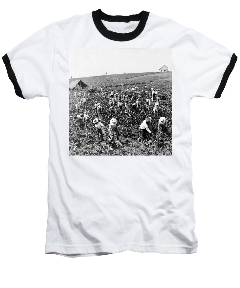 Jamaica Baseball T-Shirt featuring the photograph Tobacco Field in Montpelier - Jamaica - c 1900 by International Images