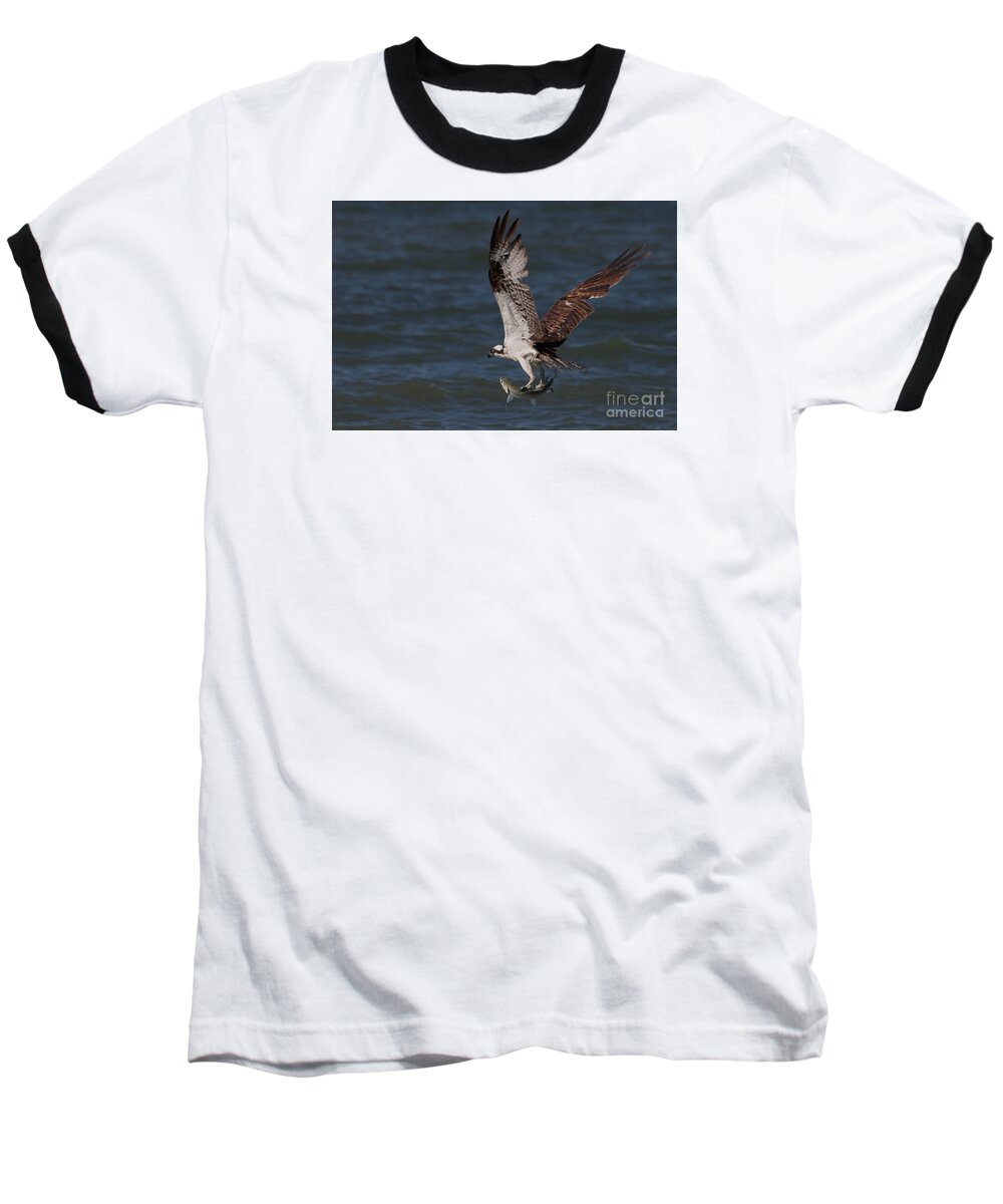 Osprey Baseball T-Shirt featuring the photograph Osprey in Flight #1 by Meg Rousher
