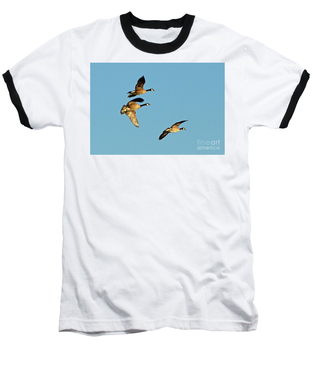 3 Geese Baseball T-Shirt featuring the photograph 3 Geese in Flight by Cindy Schneider
