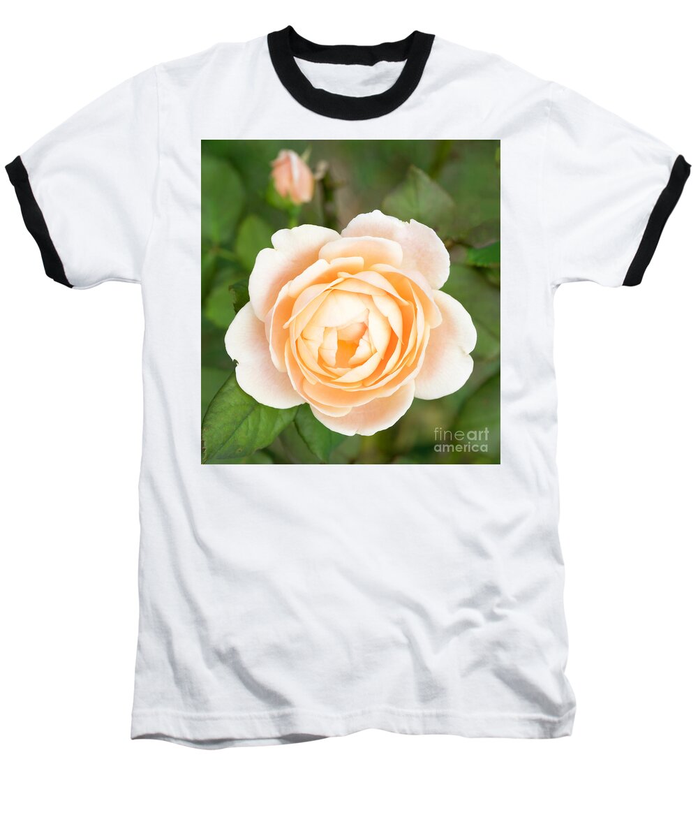 Rose Baseball T-Shirt featuring the photograph Orange Rose #3 by Cathy Donohoue