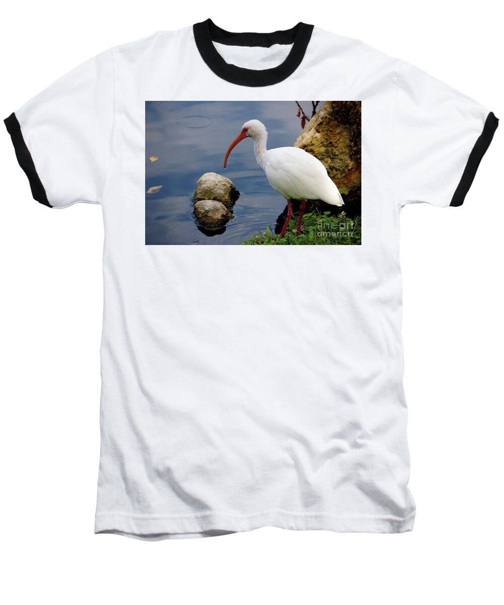 American White Ibis Baseball T-Shirt featuring the photograph American White Ibis by Jim Gillen