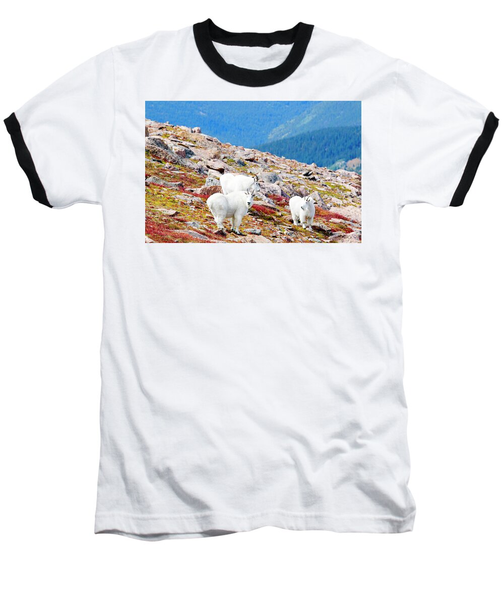 Goat Baseball T-Shirt featuring the photograph Autumn Goats on Mount Bierstadt by Steven Krull