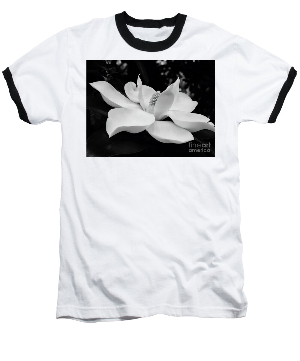 Magnolia Baseball T-Shirt featuring the photograph B W Magnolia Blossom by D Hackett
