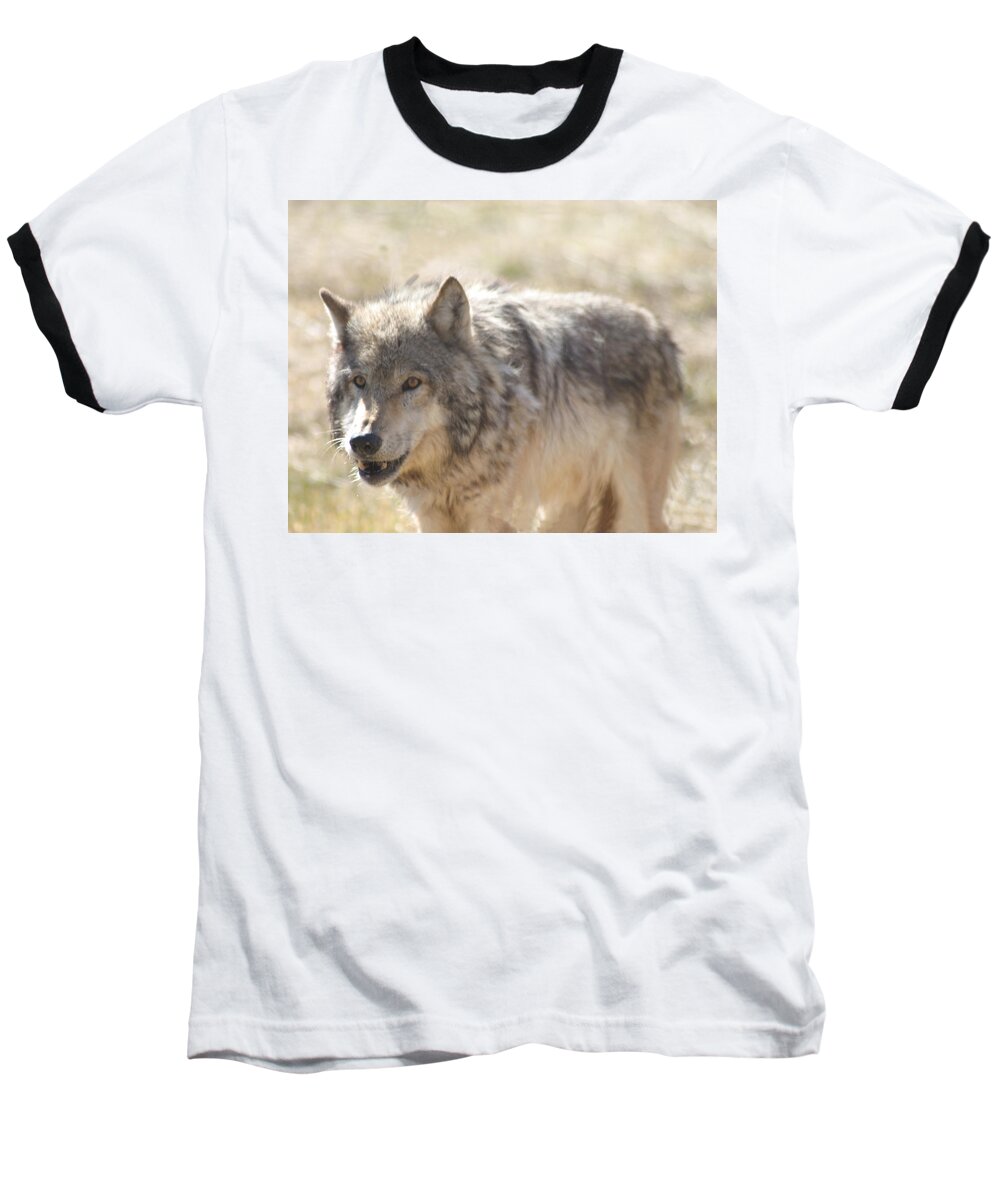 Wolf Baseball T-Shirt featuring the digital art Back Off Buddy by Gary Baird