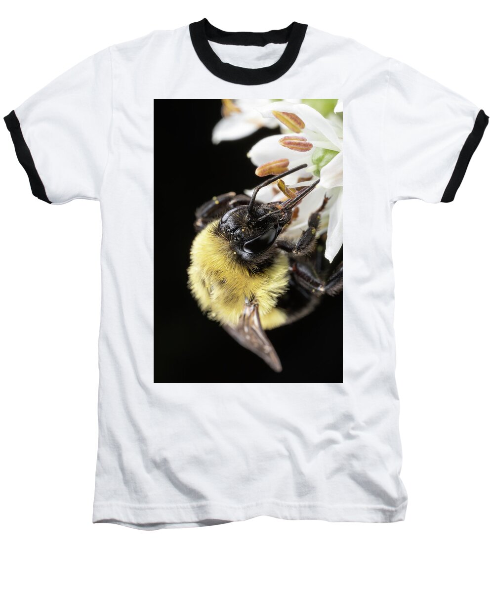  Outside Outdoors Nature Natural Light Closeup Close Up Close-up Ma Mass Massachusetts New England Newengland U.s.a. Usa Brian Hale Brianhalephoto Kolarivision Flower Botany Botanical Garden Macro Bee Bees Apiary Guacfuser Baseball T-Shirt featuring the photograph Bee Macro 1 by Brian Hale