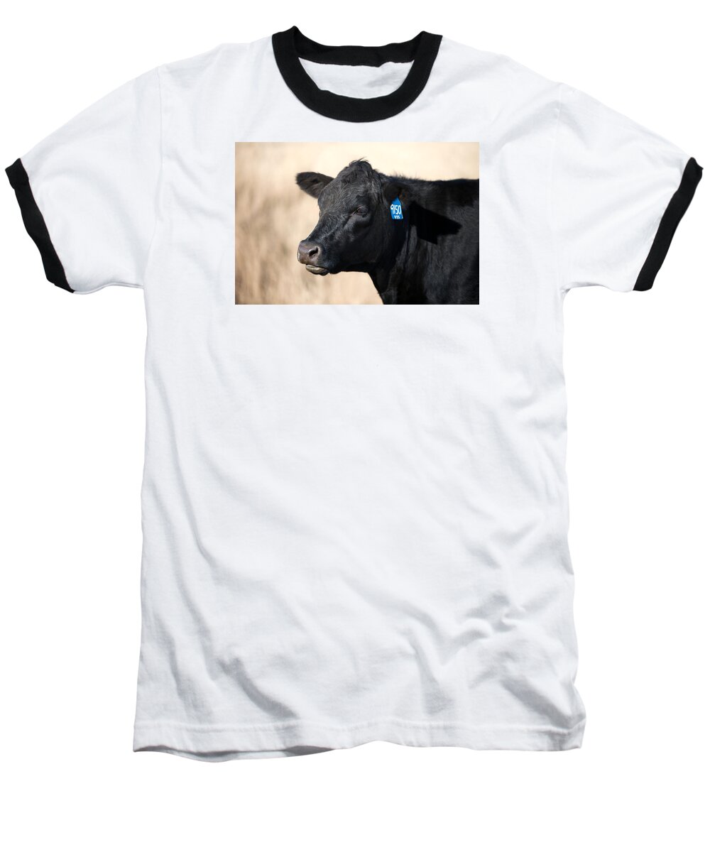 Black Angus Baseball T-Shirt featuring the photograph Black Angus Cow by Todd Klassy