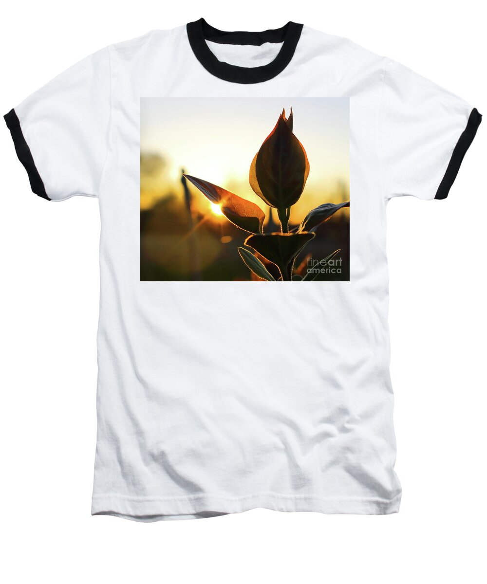Lilac Baseball T-Shirt featuring the photograph Blooming Lilac at Sunset by Erick Schmidt