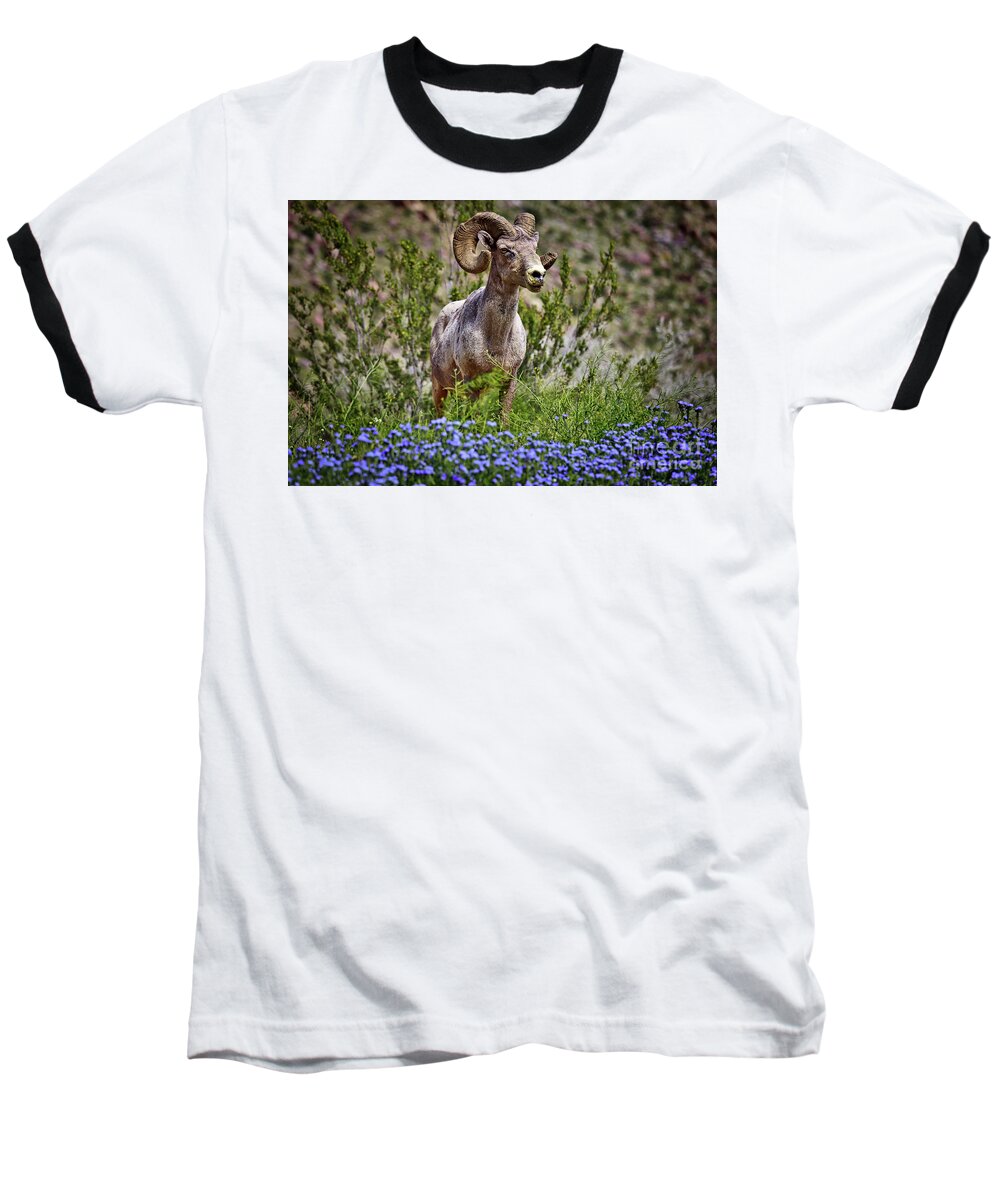 Anza Borrego Desert State Park Baseball T-Shirt featuring the photograph Blooms and Bighorn in Anza Borrego Desert State Park by Sam Antonio