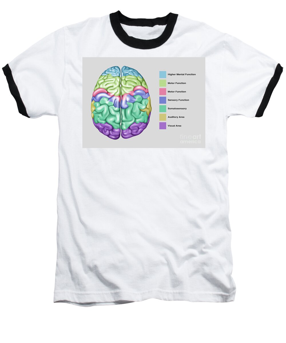 Illustration Baseball T-Shirt featuring the photograph Brain Function, Illustration by Gwen Shockey