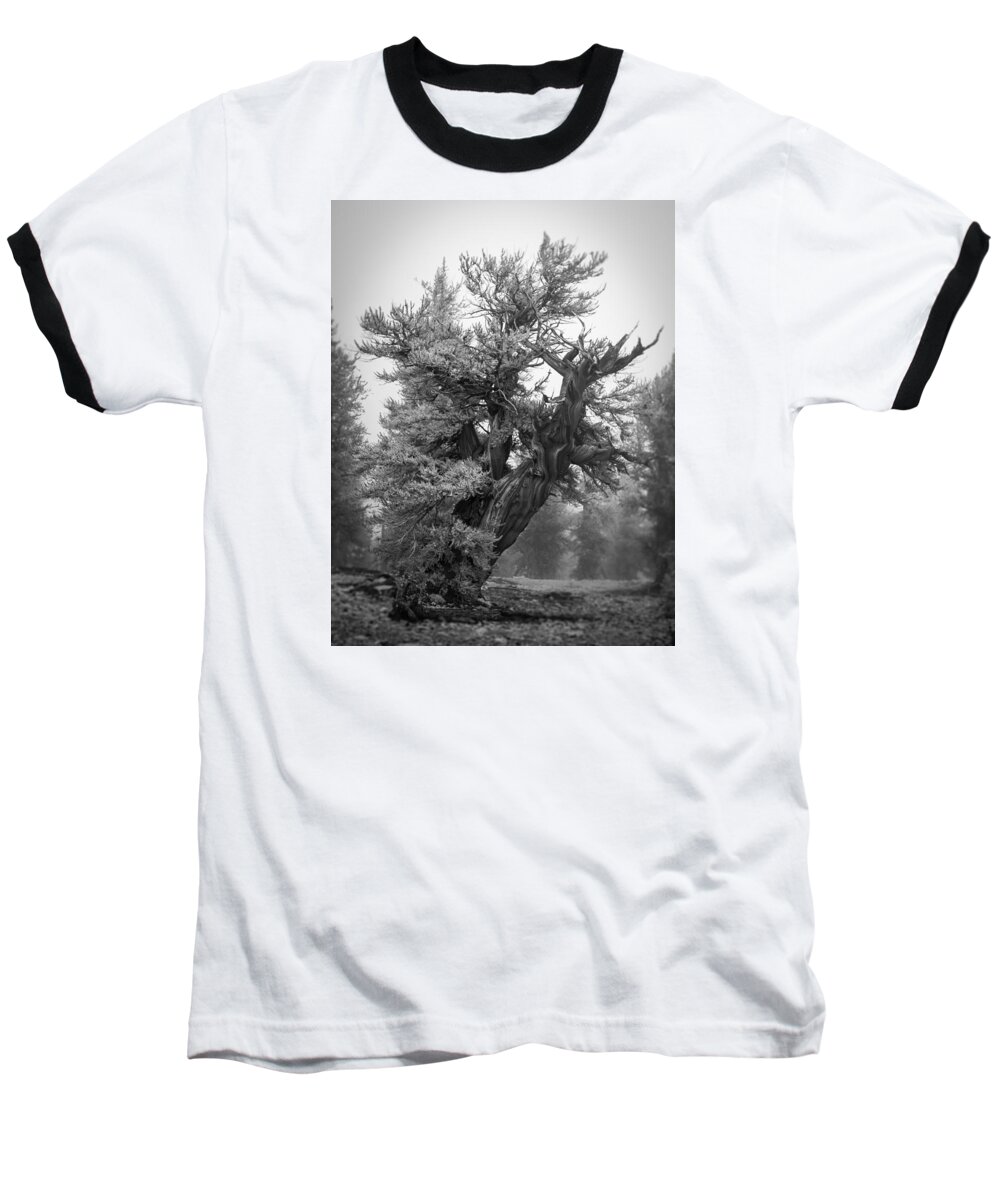Bristlecone Baseball T-Shirt featuring the photograph Bristlecone Beauty by Dusty Wynne