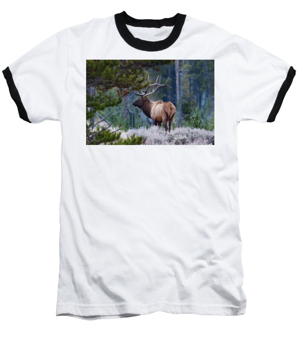 Mark Miller Photos Baseball T-Shirt featuring the photograph Bull Elk in Forest by Mark Miller