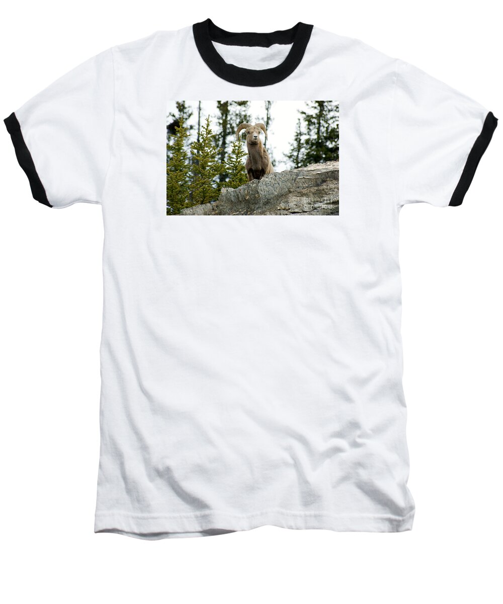Wildlife Baseball T-Shirt featuring the photograph Canadian Bighorn sheep by David Birchall