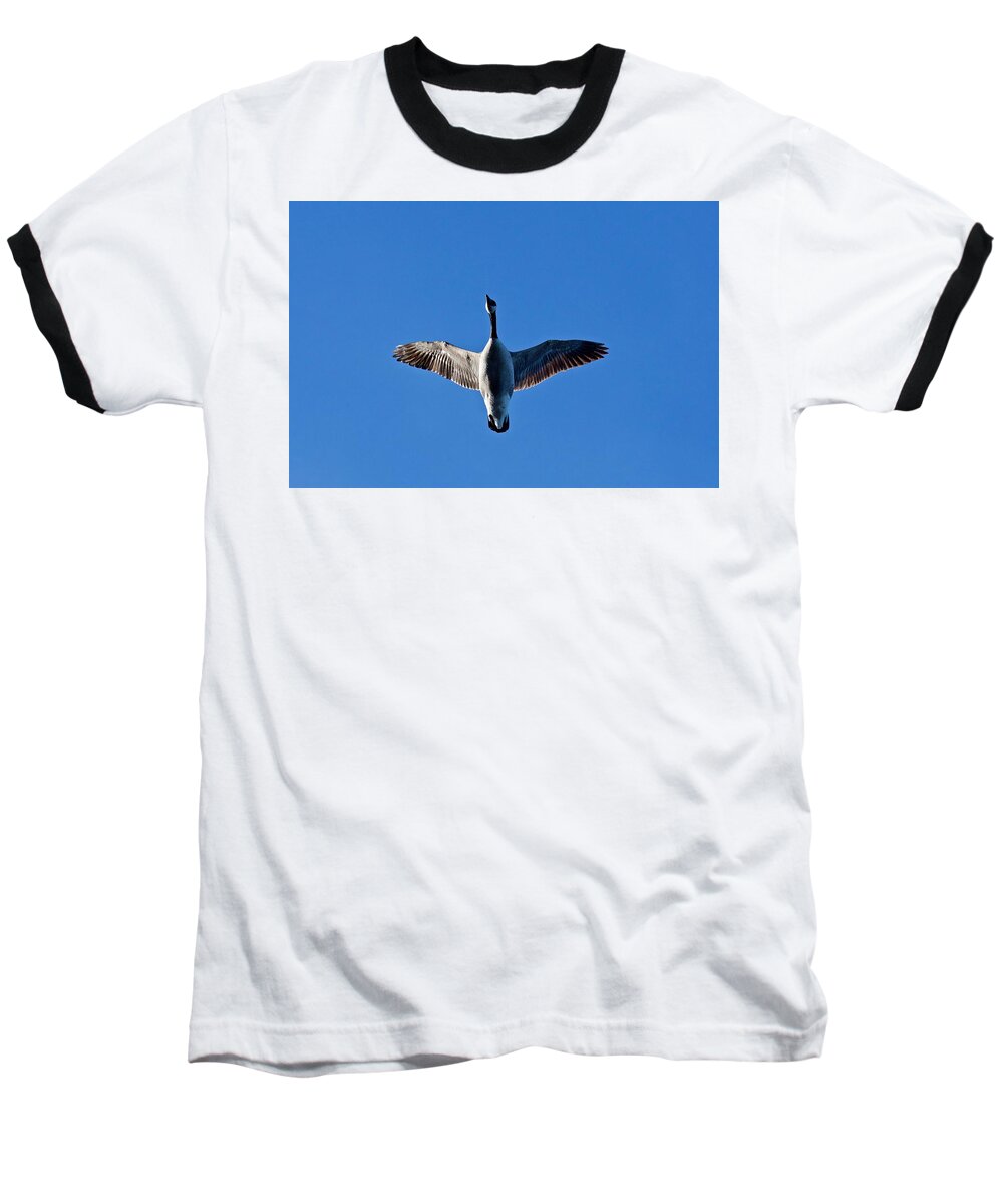 Canadian Baseball T-Shirt featuring the photograph Candian Goose in Flight 1648 by Michael Peychich