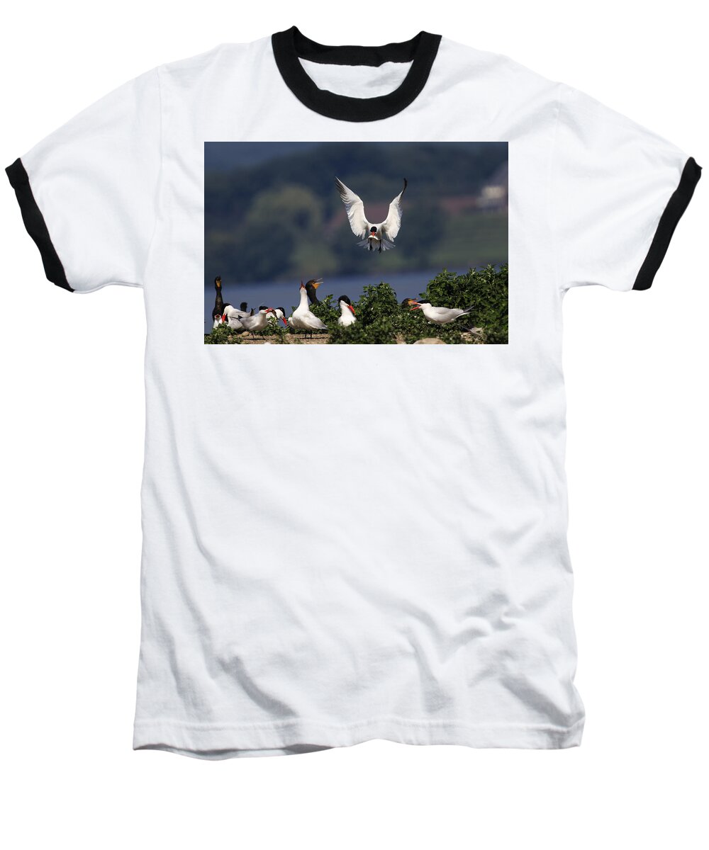 Gary Hall Baseball T-Shirt featuring the photograph Caspian Tern Colony by Gary Hall