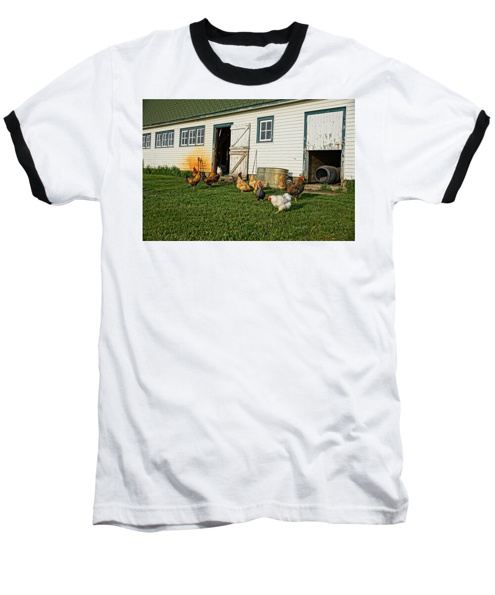Chickens Baseball T-Shirt featuring the photograph Chickens By The Barn by Steven Clipperton