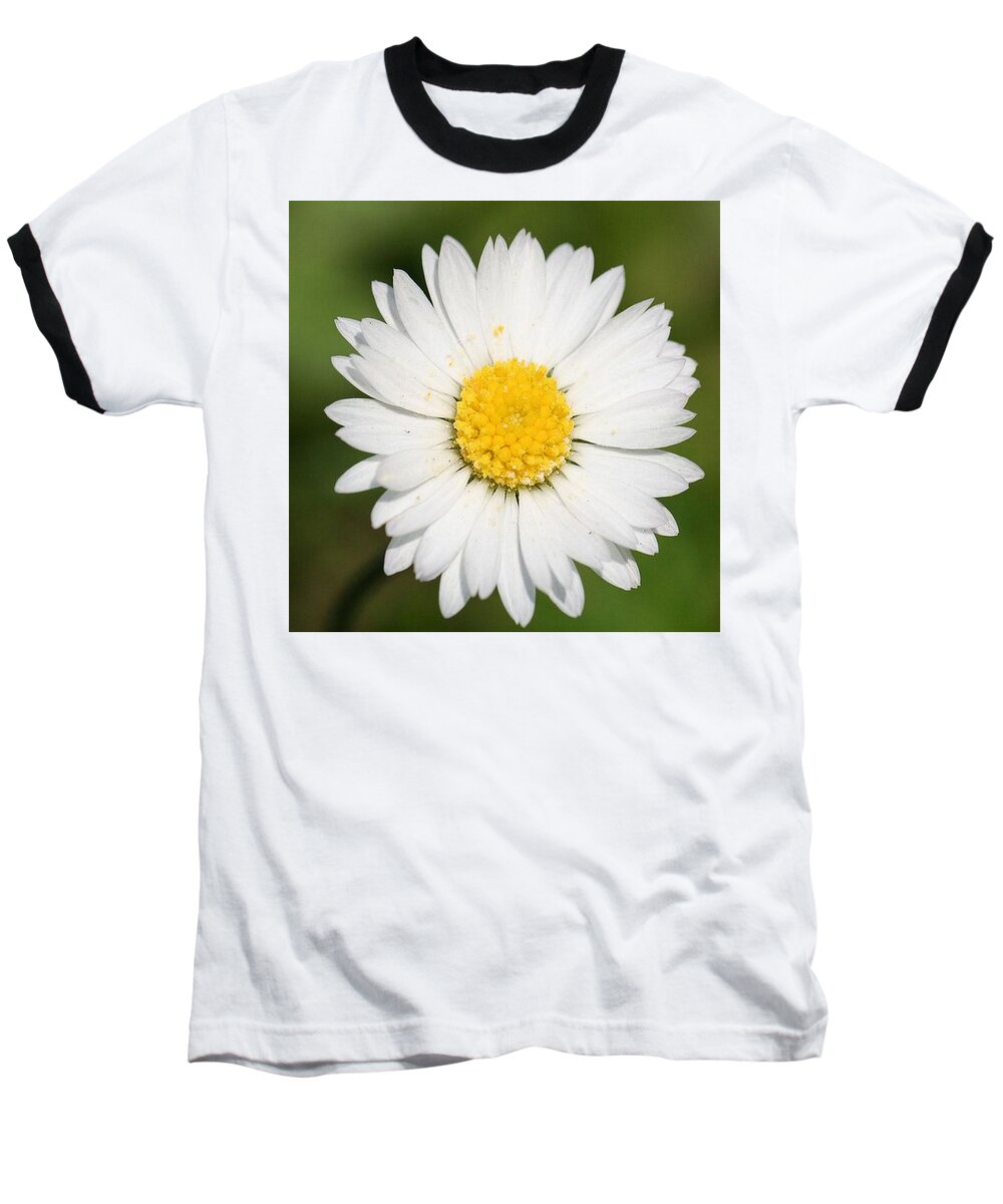 Common Daisy Baseball T-Shirt featuring the photograph Closeup of a Beautiful Yellow and White Daisy flower by Taiche Acrylic Art