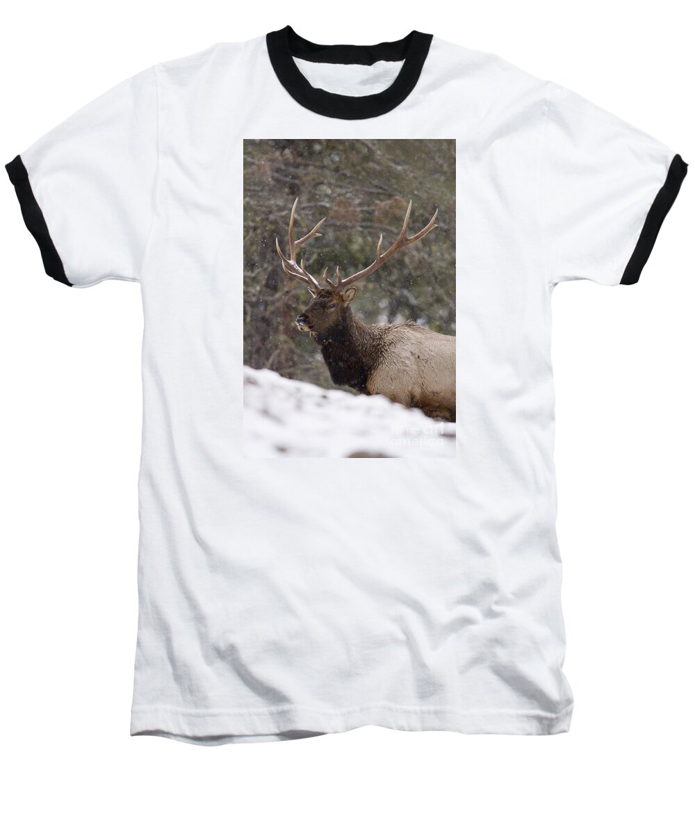 Elk Baseball T-Shirt featuring the photograph Cover Bul by Douglas Kikendall