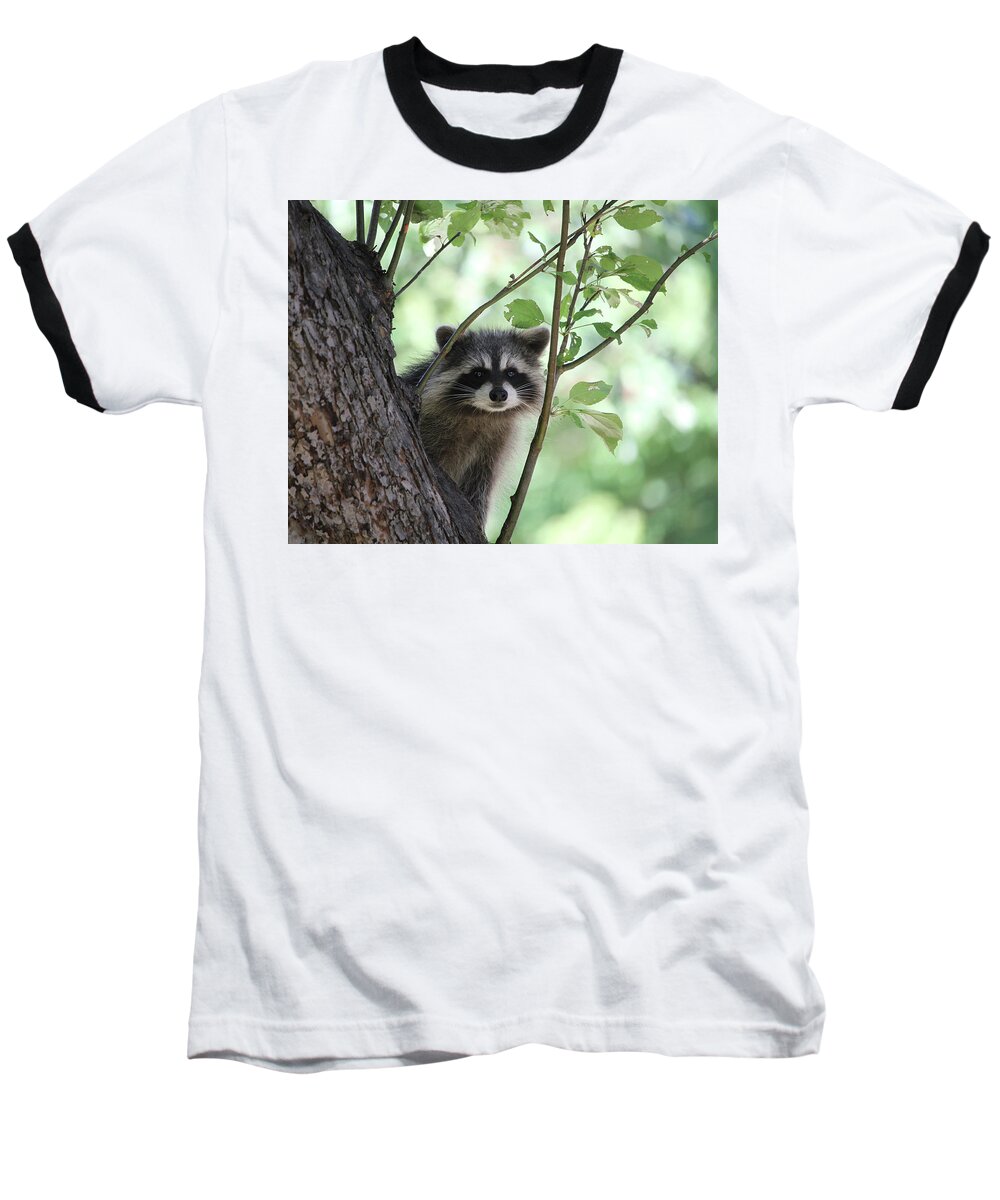 Raccoon Baseball T-Shirt featuring the photograph Curious But Cautious by Doris Potter