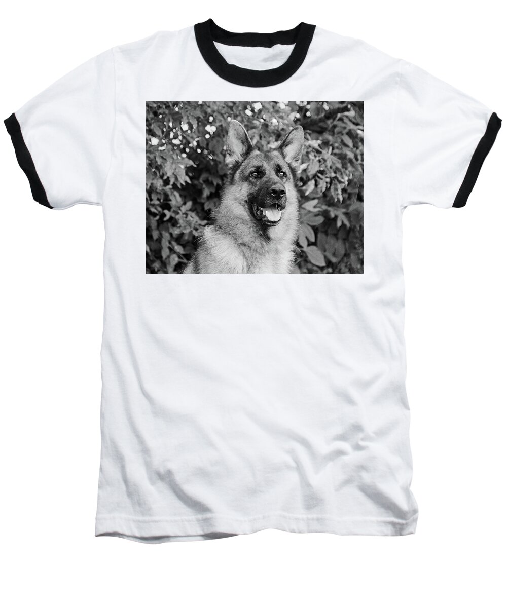 German Shepherd Baseball T-Shirt featuring the photograph Drake Watching by Sandy Keeton