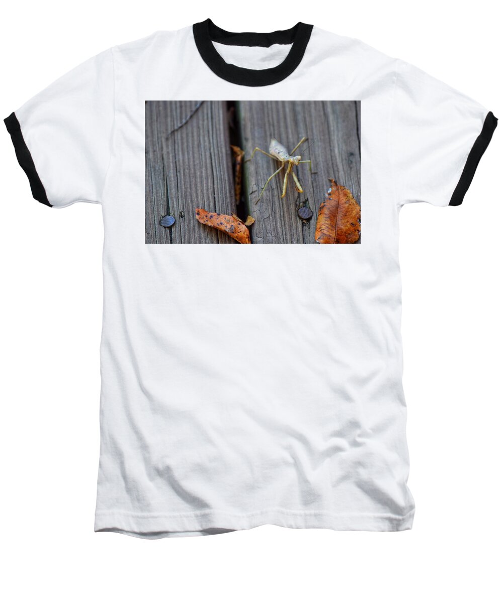 Praying Mantis Baseball T-Shirt featuring the photograph Fall Mantis by Joseph Caban