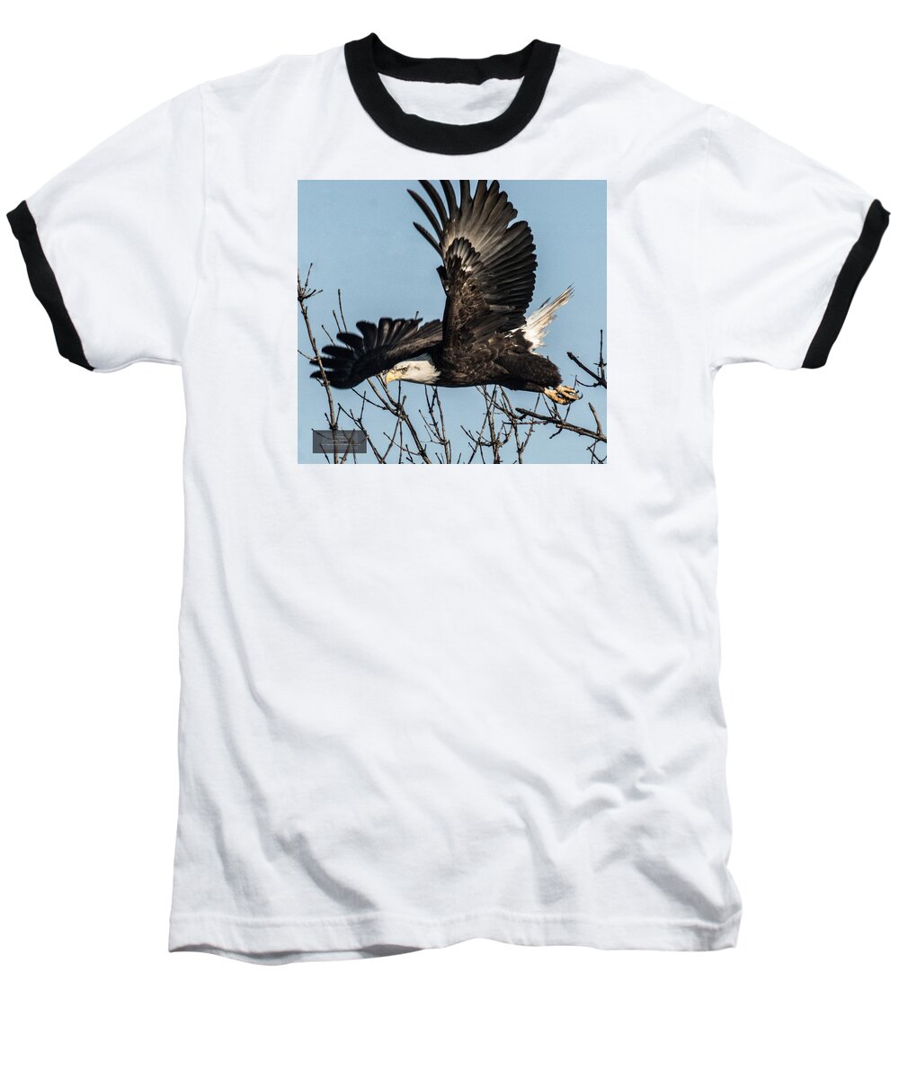 Bald Eagle Baseball T-Shirt featuring the photograph Fat Boy Wingspan by Paul Brooks