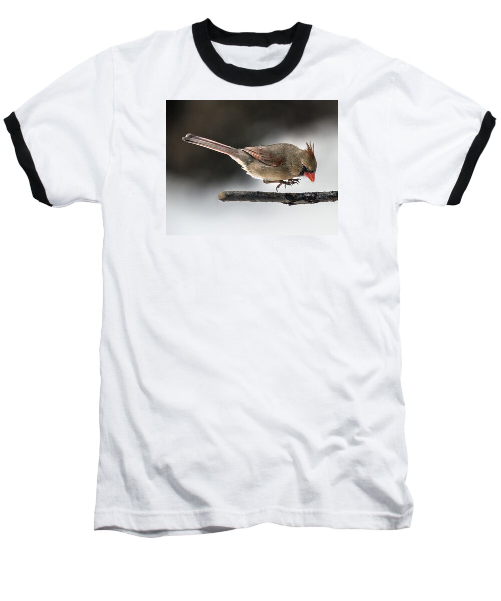 Bird Baseball T-Shirt featuring the photograph Female Cardinal Landing on Branch by William Bitman