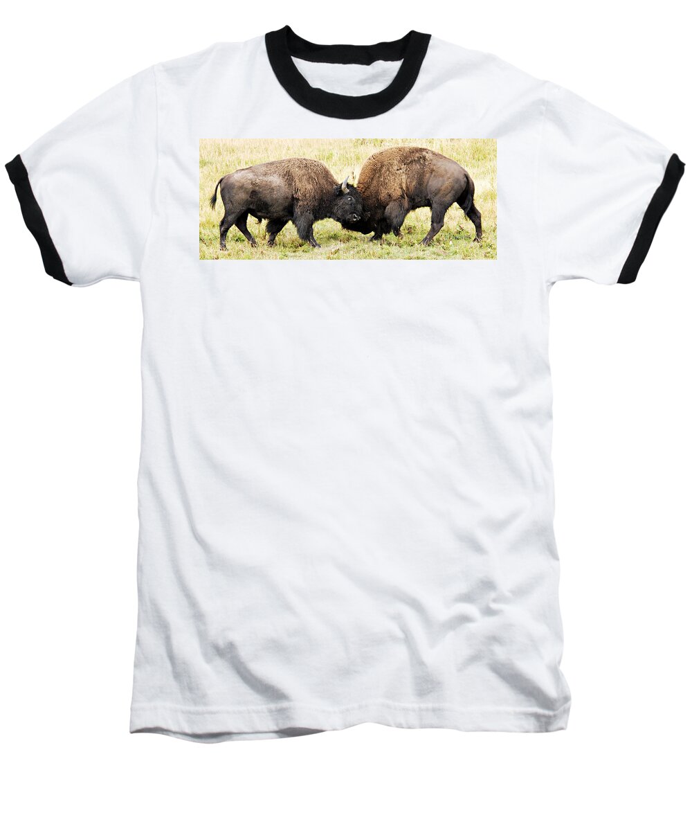 Yellowstone National Park Baseball T-Shirt featuring the photograph Fight by Larry Ricker