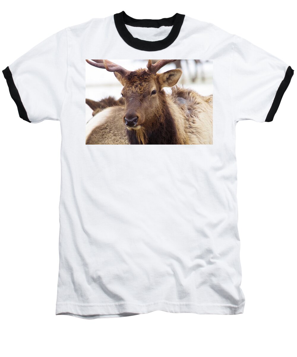 Elk Baseball T-Shirt featuring the photograph Gaze from a bull elk by Jeff Swan