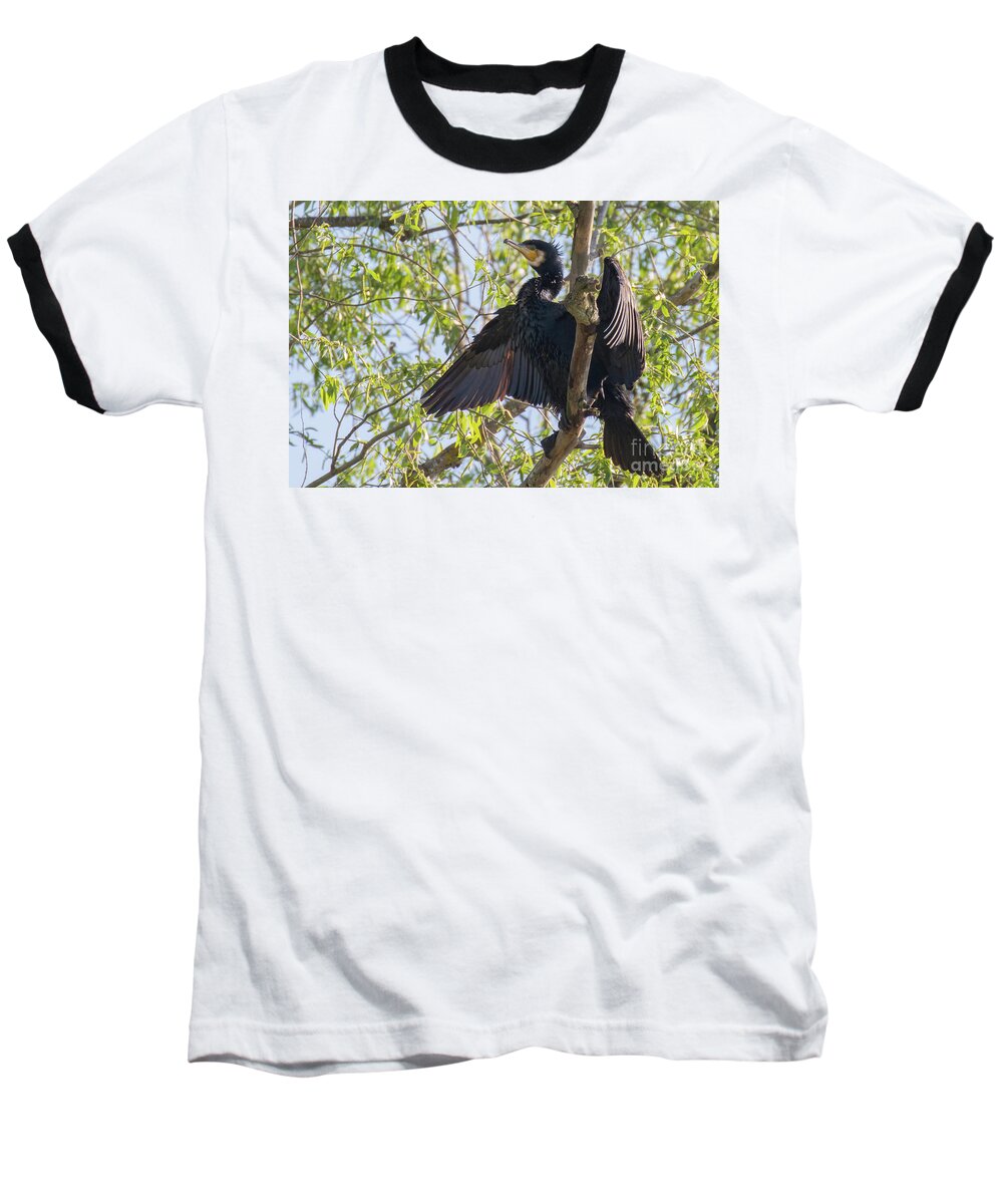 Animal Baseball T-Shirt featuring the photograph Great cormorant - high in the tree by Jivko Nakev