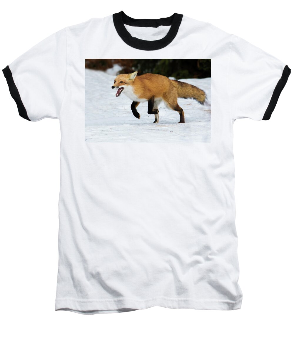Animal Baseball T-Shirt featuring the photograph High Speed Fox by Mircea Costina Photography