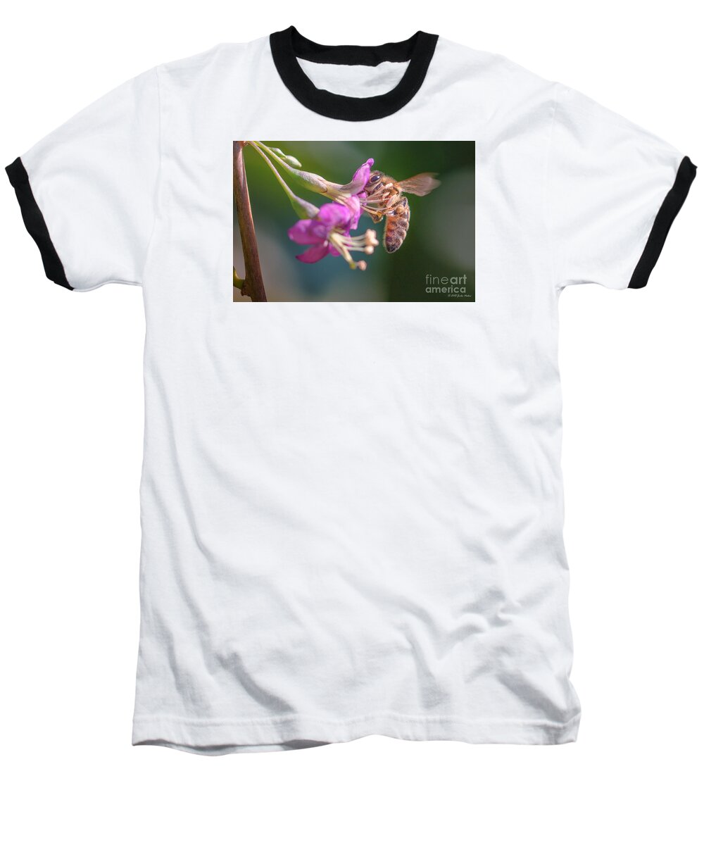 Animal Baseball T-Shirt featuring the photograph Honey bee on Goji berry flower by Jivko Nakev