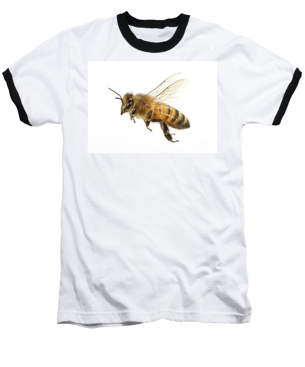 Honey Bee Baseball T-Shirt featuring the photograph Honey bound by Warren Photographic