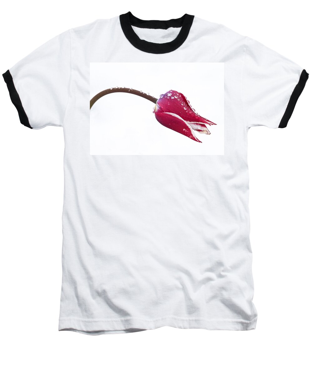 Tulips Baseball T-Shirt featuring the photograph Ice Drops On Tulip by James Steele
