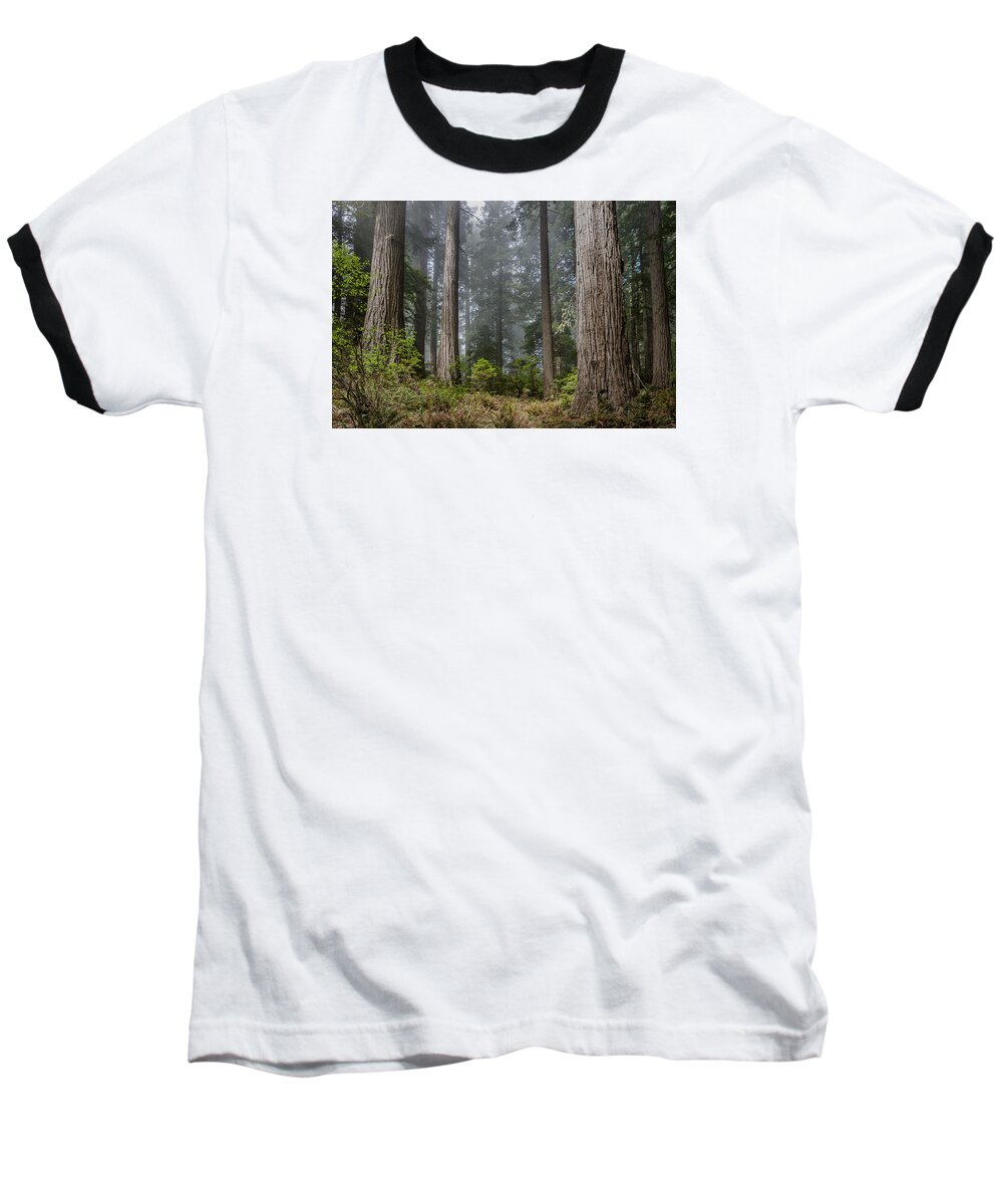 Redwoods Baseball T-Shirt featuring the photograph Into the Redwood Forest by Greg Nyquist