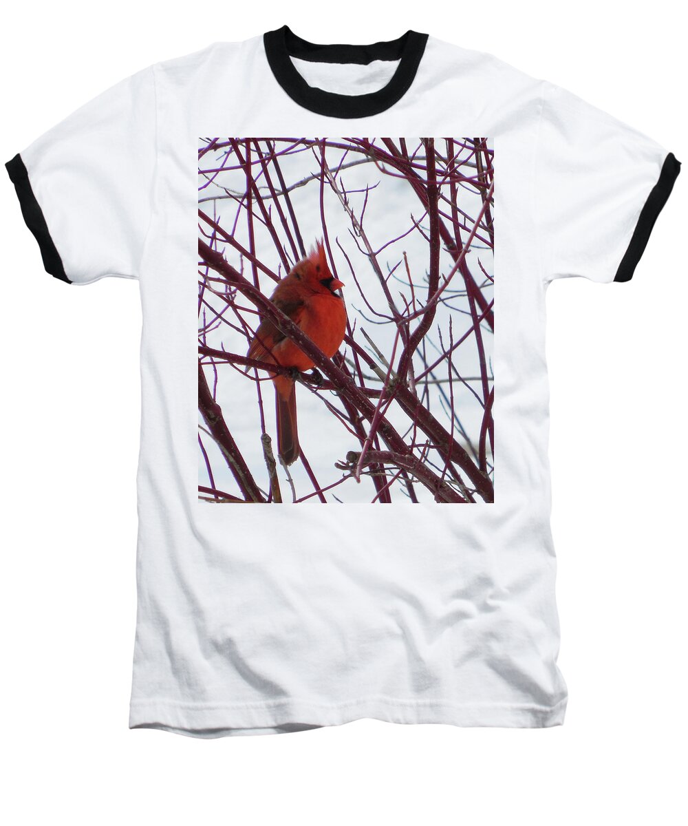 Small Bird Baseball T-Shirt featuring the photograph Blending In by Leslie Montgomery