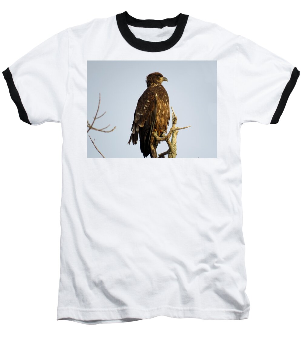 Cape Vincent Baseball T-Shirt featuring the photograph Juvenile bald eagle 1 by Dennis McCarthy
