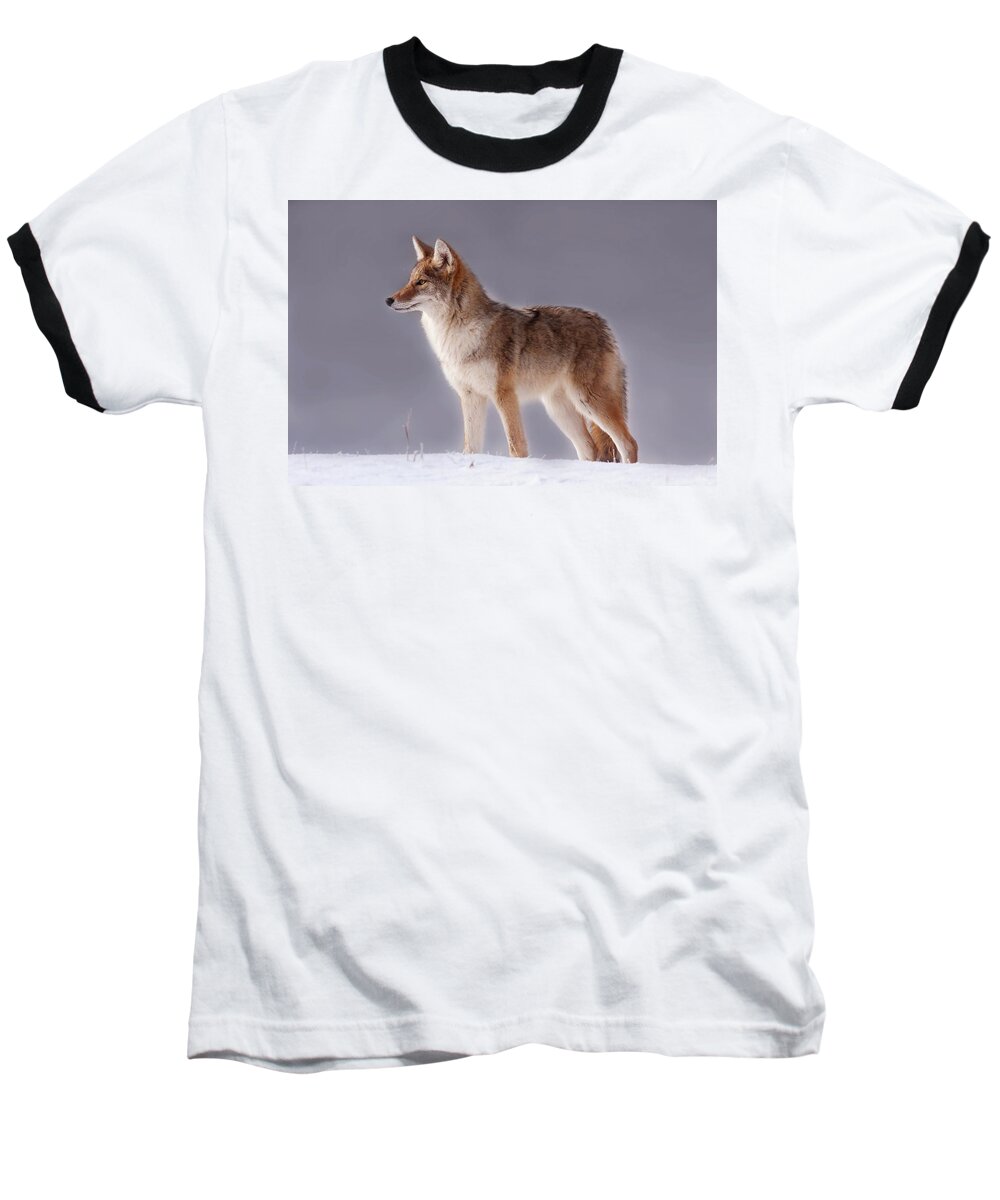 Mark Miller Photos Baseball T-Shirt featuring the photograph Lakeside Coyote by Mark Miller