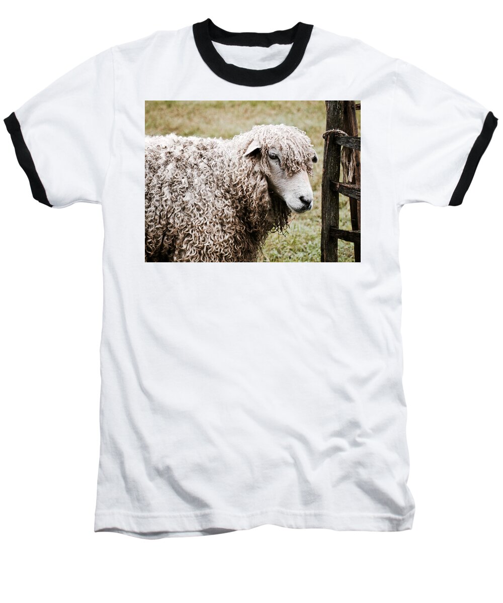 Sheep Baseball T-Shirt featuring the photograph Leicester Longwool by Lara Morrison