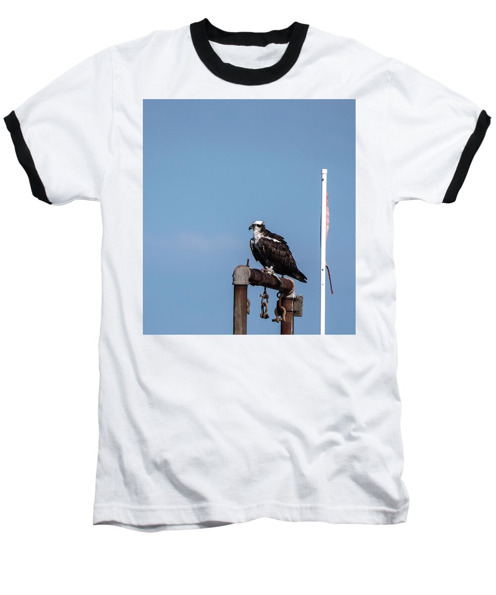 Birds Baseball T-Shirt featuring the photograph Osprey having lunch by Paul Ross