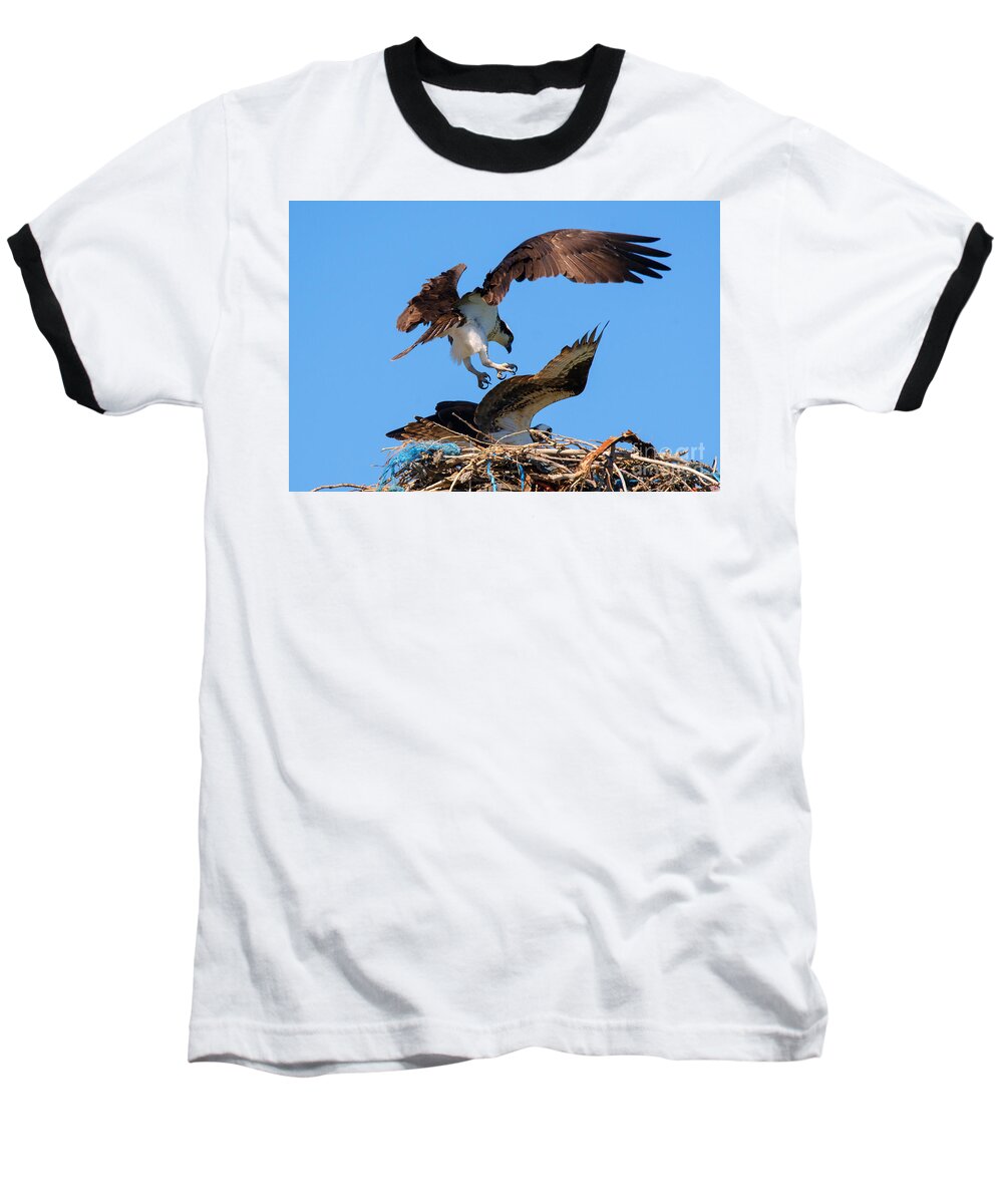 Osprey Baseball T-Shirt featuring the photograph Osprey Mating Dance by Michael Dawson