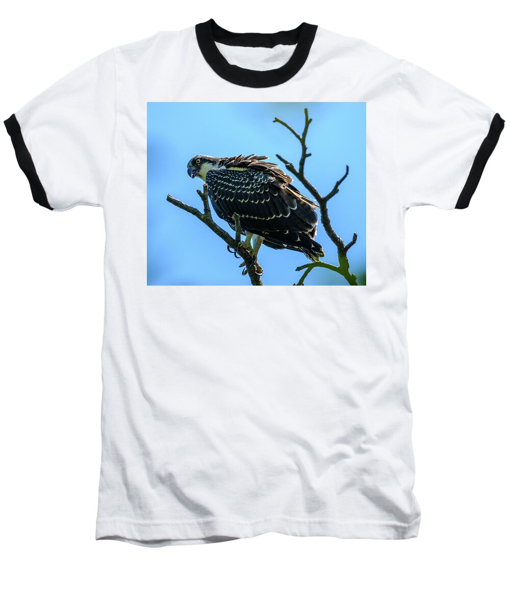 Osprey Baseball T-Shirt featuring the photograph Osprey with Sun by Jerry Cahill
