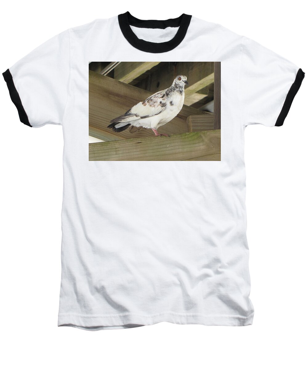 Pigeon Baseball T-Shirt featuring the photograph Pigeon under Daytona Beach Pier by Christopher Mercer