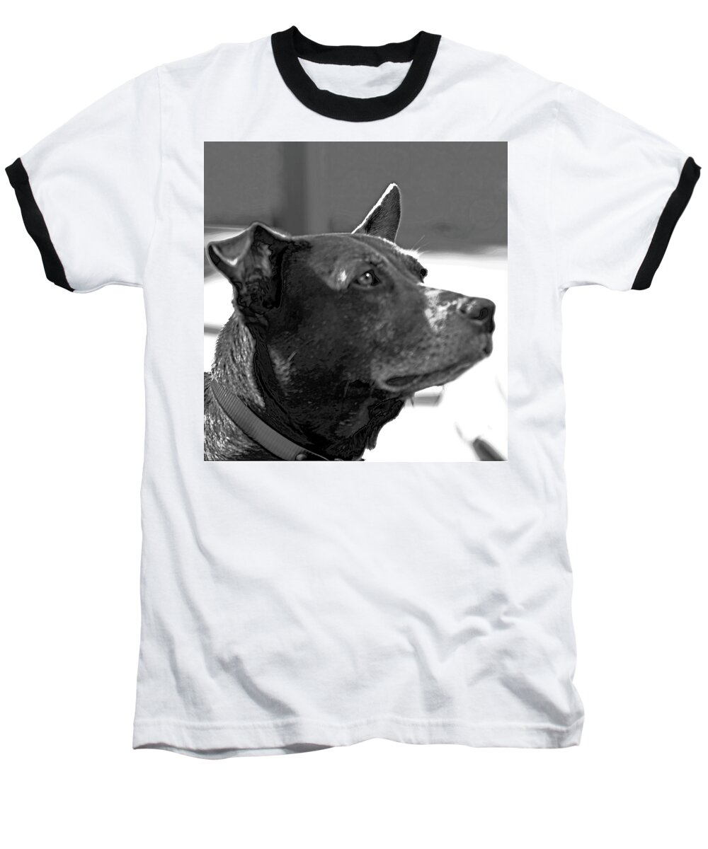 Chocolate Lab Baseball T-Shirt featuring the photograph Please? by Gina O'Brien