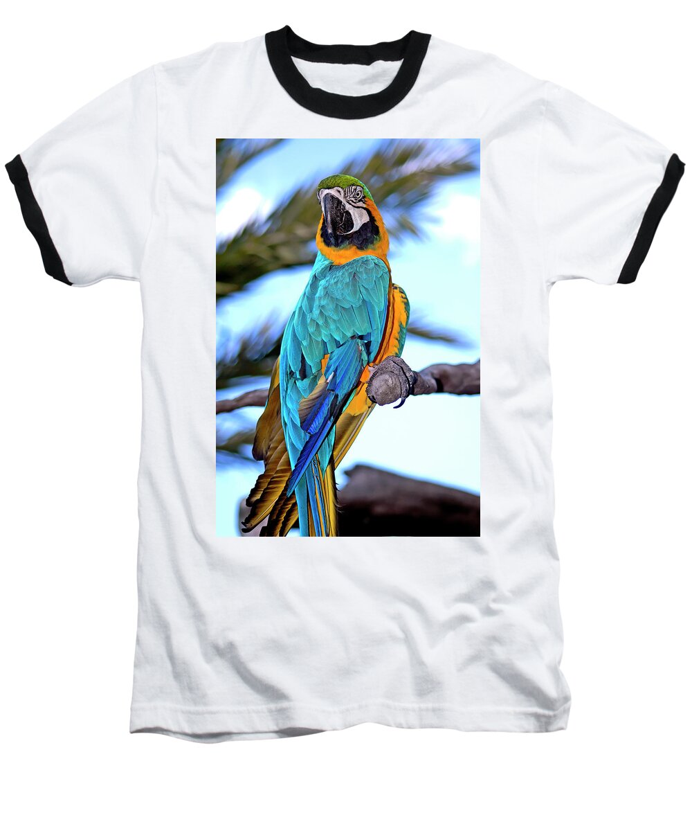 Macaw Baseball T-Shirt featuring the photograph Pretty Parrot by Carolyn Marshall