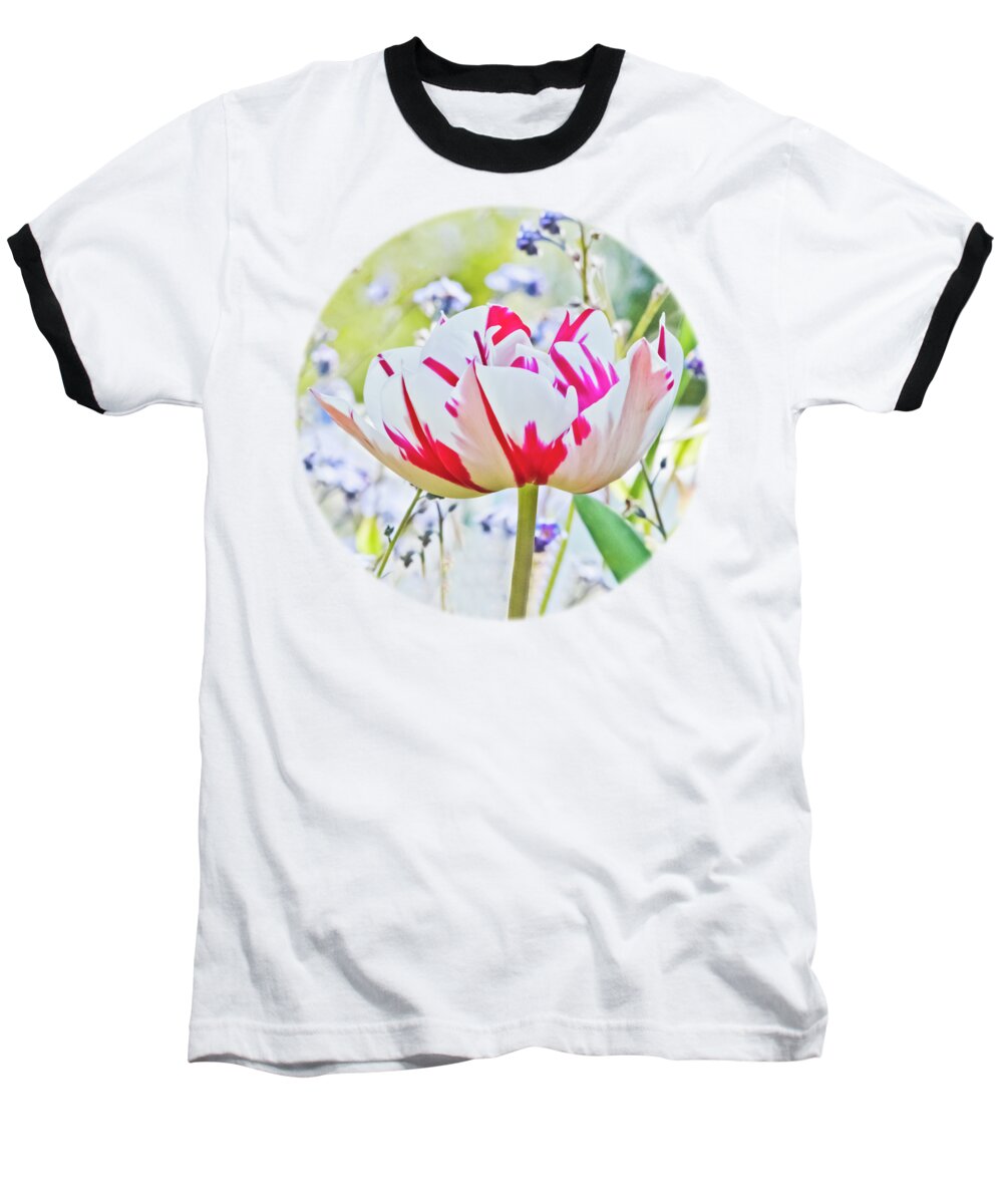 Red And White Tulip Baseball T-Shirt featuring the photograph Red and White Tulip by Terri Waters
