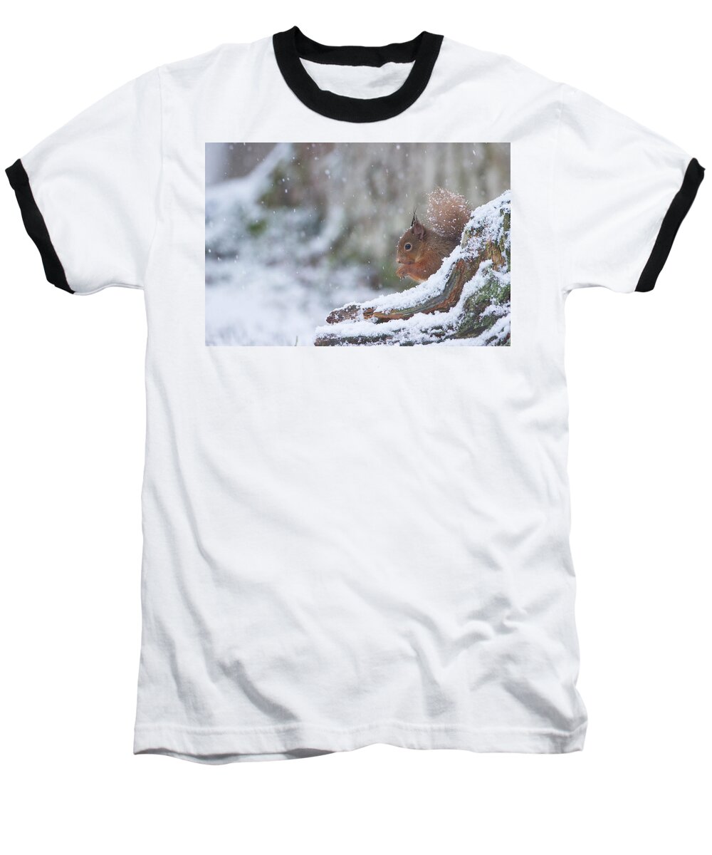 Red Baseball T-Shirt featuring the photograph Red Squirrel On Snowy Stump by Pete Walkden
