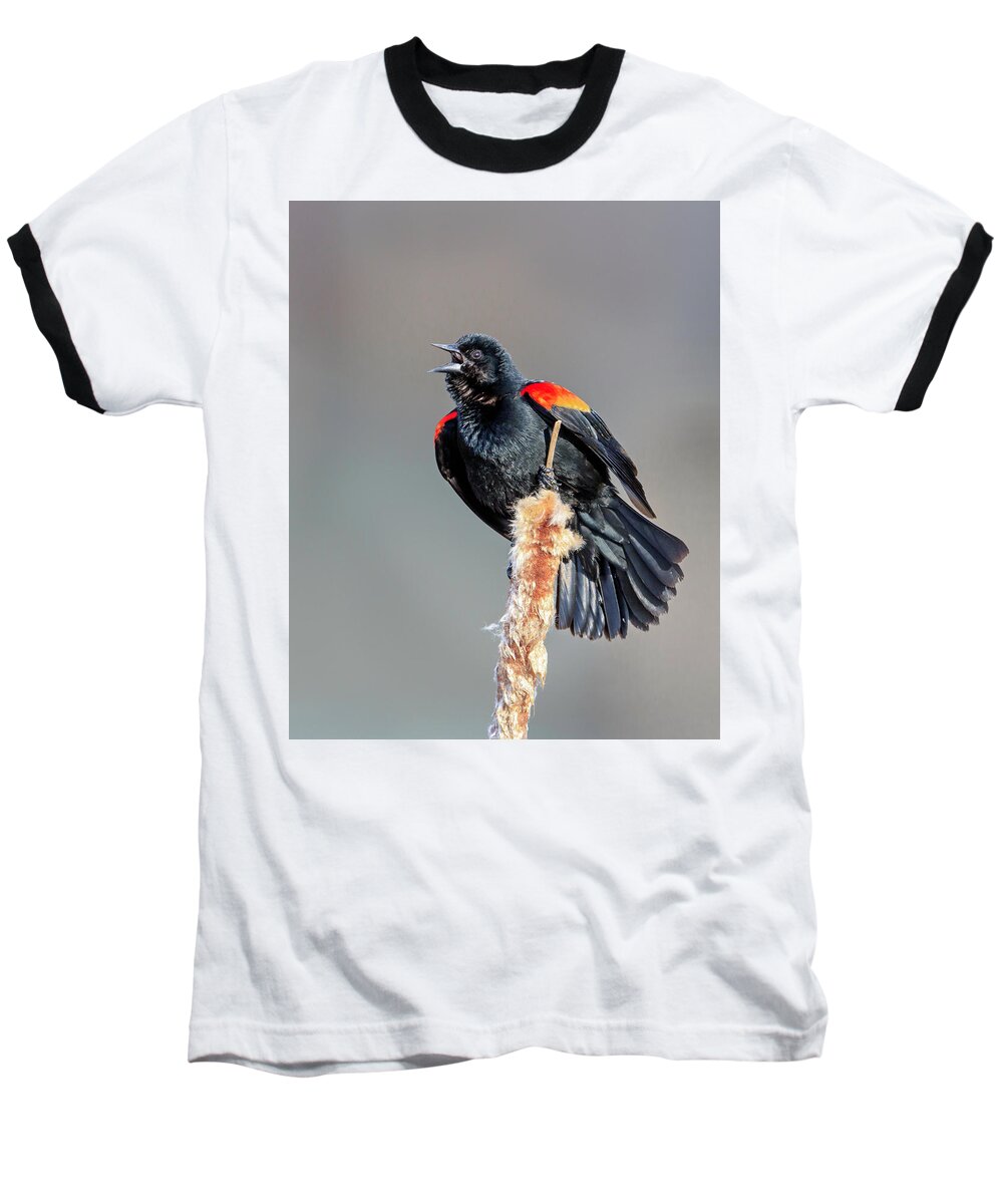 Blackbird Baseball T-Shirt featuring the photograph Red-Winged Blackbird by Jack Bell